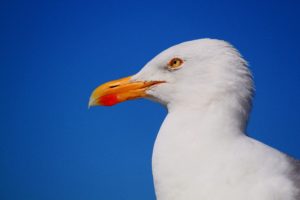 seagull-517091